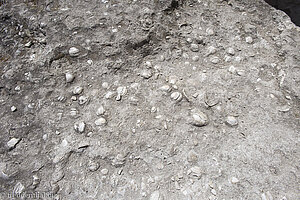 Muscheln in der Felswand des Höhlenklosters von Orheiul Vechi