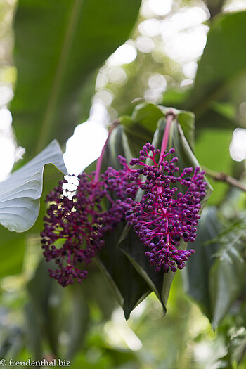 Pink Maiden (Medinilla speciosa)
