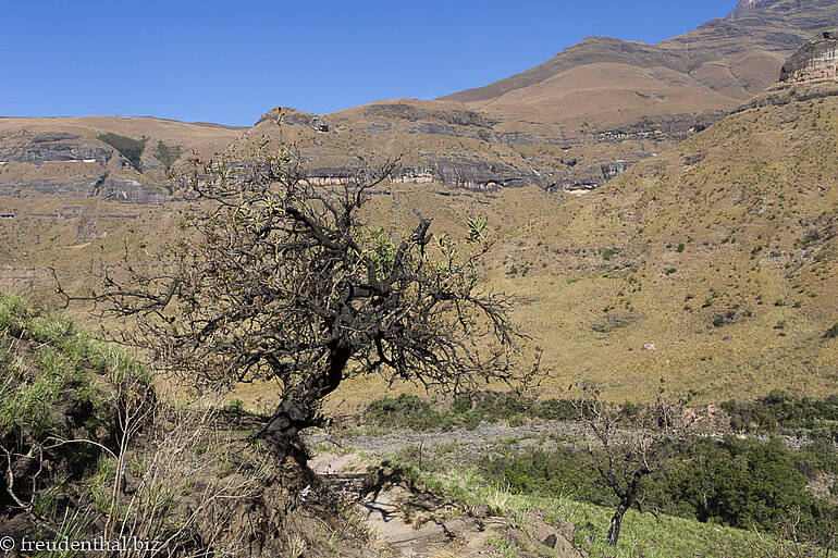 Landschaft am Tugela Gorge im Royal Natal Nationalpark