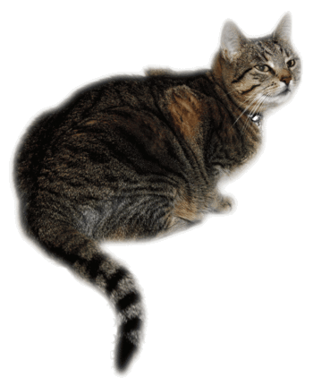 hier fühlt sich die Katze wohl
