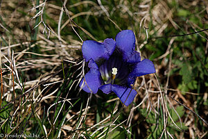 Clusius-Enzian, Echter Alpenenzian oder Kalk-Glockenenzian (Gentiana clusii)