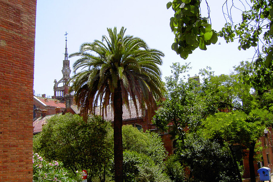 Palme beim Krankenhaus Santa Creu i Sant Pau in Barcelona