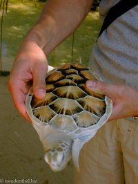 Lars mit Schildkröte der Turtle Hatchery Kosgoda