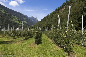 Südtirol ist bekannt für seine Obstplantagen.