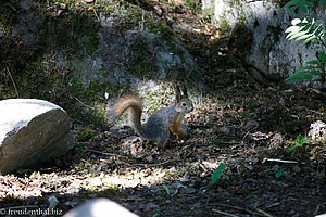 finnisches Eichhörnchen auf Seurasaari