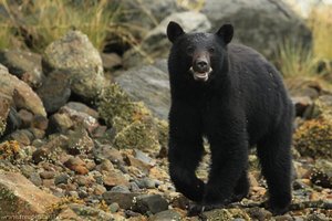 Schwarzbär im Clayoquot Sound, Kanada