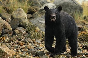 Schwarzbär auf Muschelsuche bei Tofino