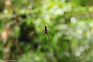 Spinne am Wegrand