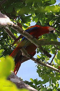 Hellrote Aras im Parque Nacional Corcovado