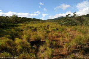 Graslandschaft im Nationalpark Rincón de la Vieja