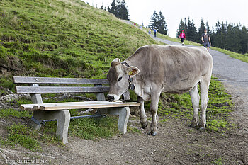 Kuh beim Wertacher Hörnle Kuh beim Wertacher Hörnle