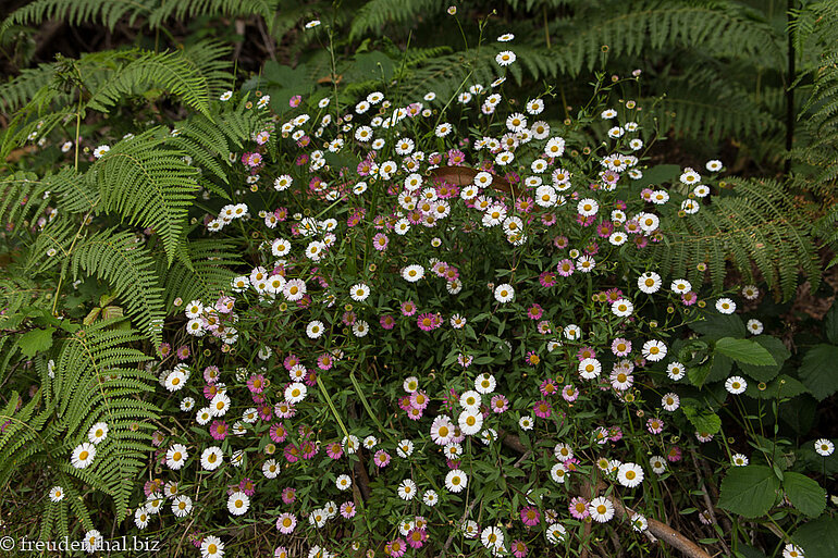 Berufskraut (Erigeron canadensis) Berufskraut (Erigeron canadensis)