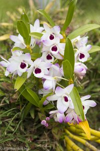Orchideen auf La Réunion