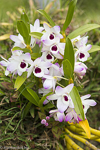 Orchideen auf La Réunion