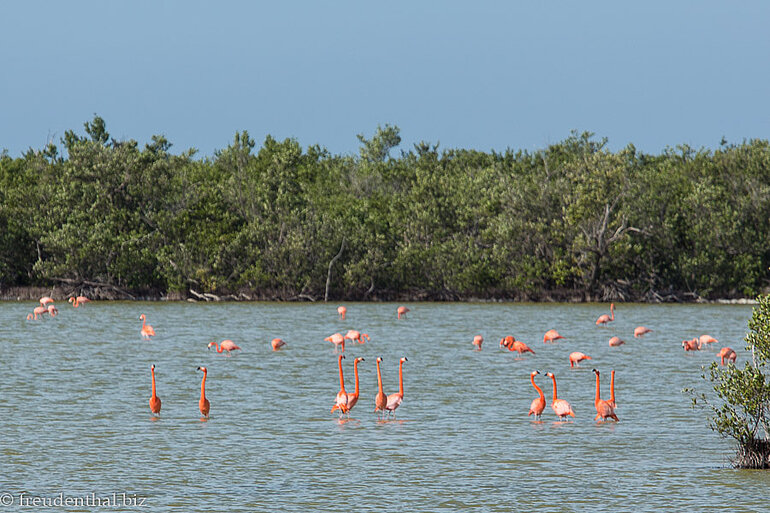 Flamingos in der Laguna de las Salinas