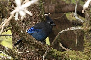 Steller's Jay - Diademhäher (Cyanocitta stelleri)