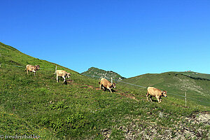 Kälber im Galopp