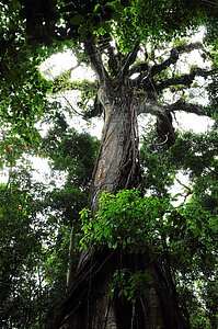 Blick in das Blätterdach des El Ceibo, dem Kapokbaum