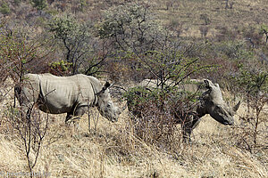 Nashörner im Nationalpark Pilanesberg