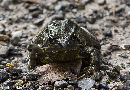 Seefrosch in der Hausbachklamm