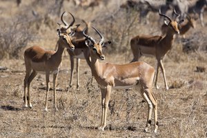 Impala im Krüger Nationalpark