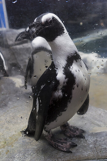 Pinguin im Hanwha Aqua Planet Jeju