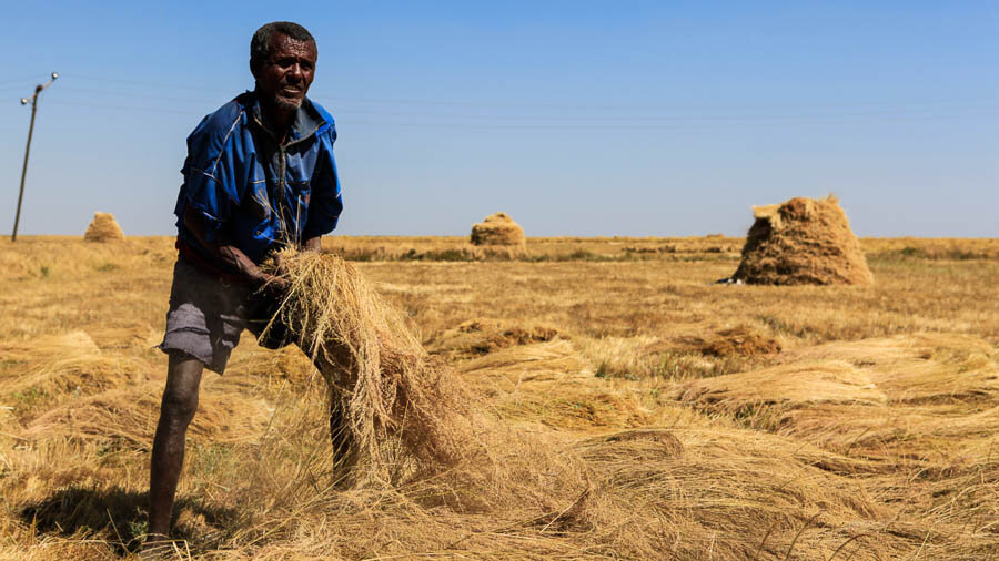 äthiopischer Bauer bei der Teff-Ernte