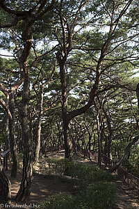 Im Pinienwald auf dem Bukak Trail