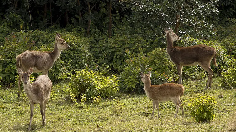 Hirsche bei der Diana Dea Lodge