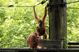 zwei weibliche Orang Utan mit Baby