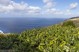 Eine der vielen Bananenplantagen auf La Palma