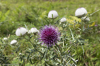 Prächtige Wollkopf-Kratzdistel