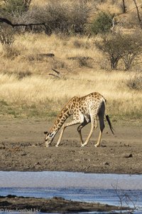 Giraffe im Krüger Nationalpark