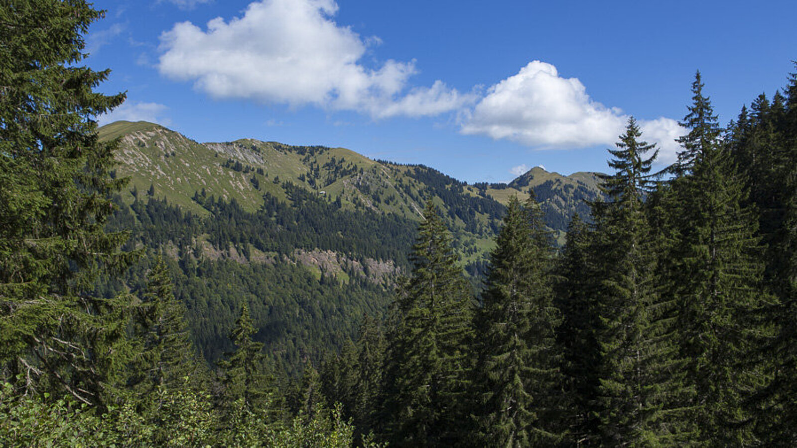 Aussicht über die Wälder im Gunzesrieder Tal im Naturpark Nagelfluhkette