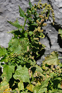 Guter Heinrich (Chenopodium bonus-henricus)