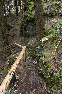 Pfad durch den Wald zur Ruine Falkenstein