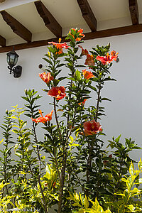 Hibiskus beim Fossilien-Museum von Villa de Leyva