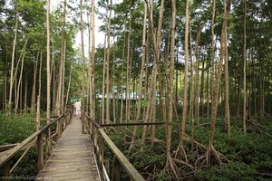 Mangrovenwald in der Marigot Bay