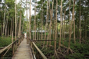 Mangrovenwald in der Marigot Bay