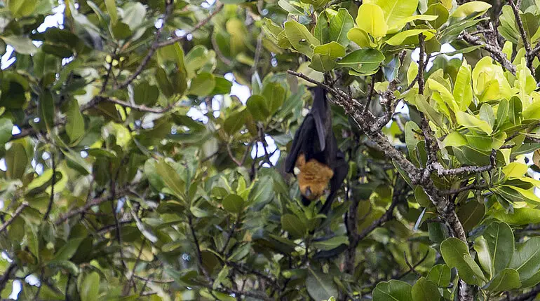 Flughund auf den Seychellen