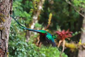 Quetzalflug