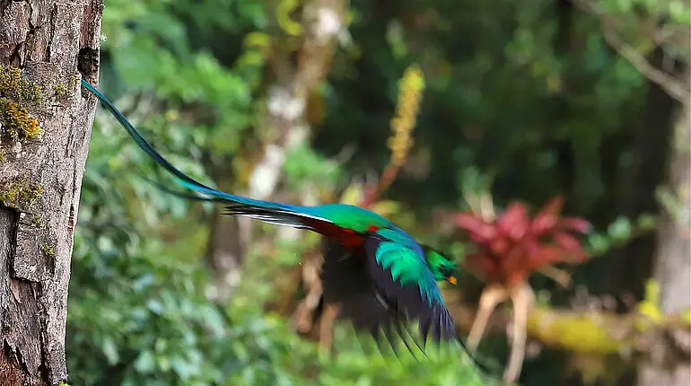 Quetzalflug