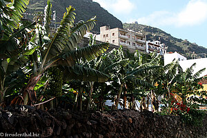 Bananenplantage in Garachico