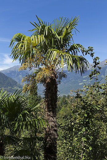Eine Kanarenpalme im Garten von Schloss Trauttmansdorff