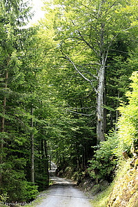 Wanderweg von Hüttenberge nach Tritt