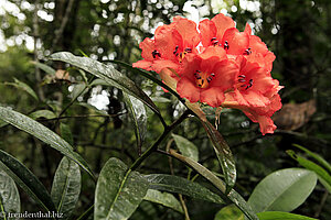 Rhododendron fallacinum