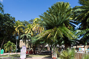 Palmen beim Hotel Los Canayes