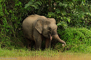 Borneo-Zwergelefant am Fluss