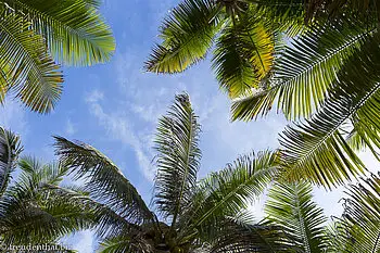 Kokospalmen auf der Isla Marina, einer der Islas del Rosario