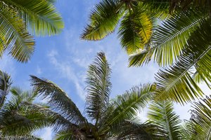 Palmen auf der Isla Marina in Kolumbien